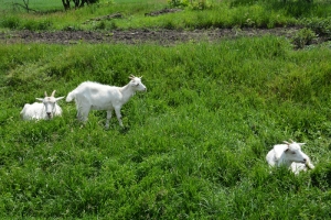 20130607_1221_dsc_3399-reduced30