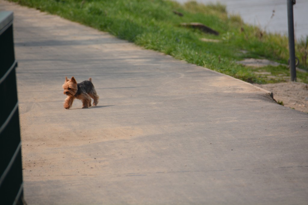 I was tempted to put this little guy in my panniers