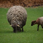 20130428_1110_DSC_1005-reduced30