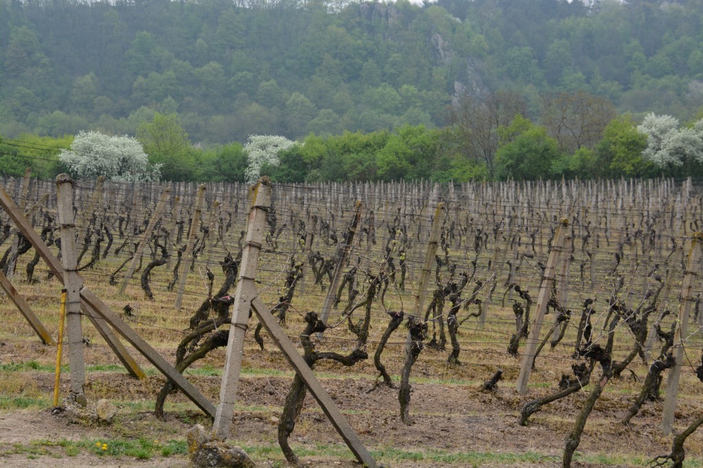 20130502_1328_DSC_1357-reduced30