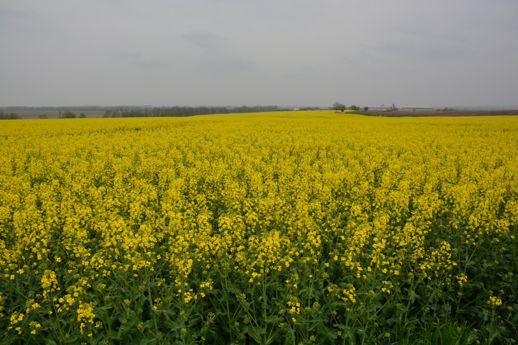 20130502_1454_DSC_1367-reduced30