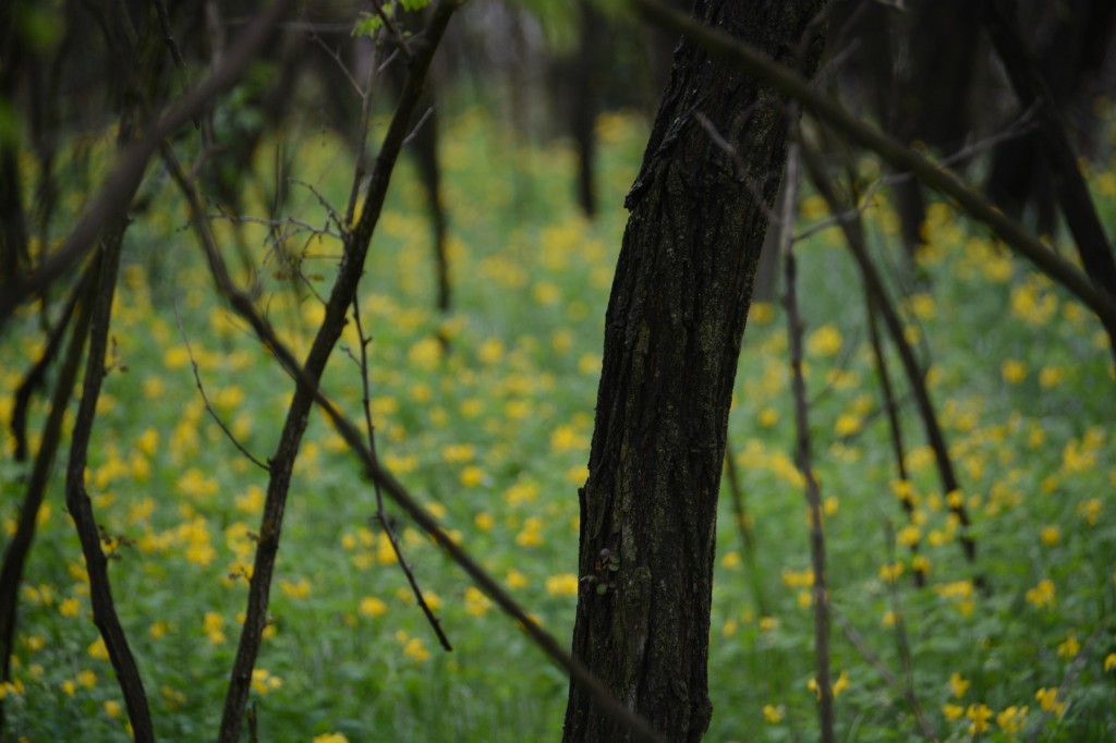 20130503_1130_DSC_1396-reduced30