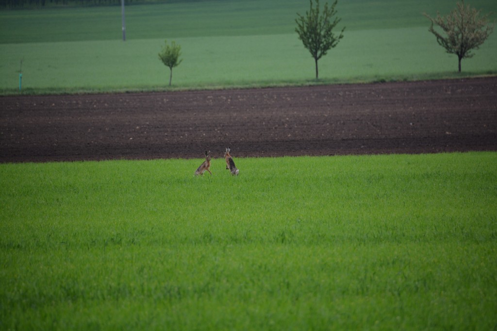 20130503_1148_DSC_1415-reduced30