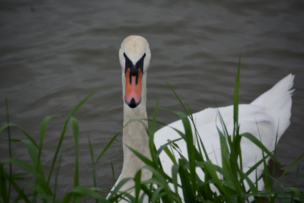 20130511_1134_DSC_1724-reduced30