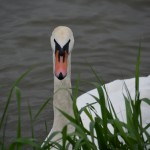 20130511_1134_DSC_1724-reduced30